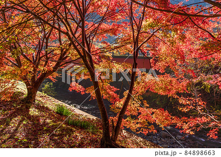 （千葉県）富津市・もみじロードの紅葉 84898663