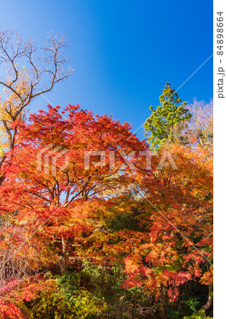 （千葉県）富津市・もみじロードの紅葉 84898664
