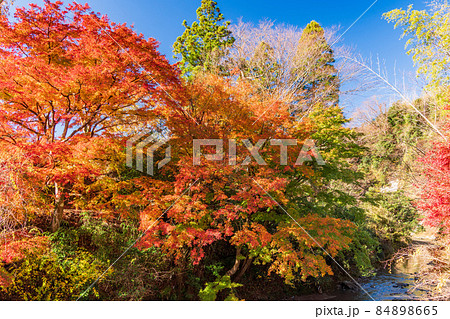 (千葉県)富津市・もみじロードの紅葉 (千葉県)富津市・もみじロードの紅葉 84898665