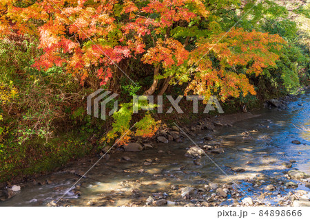 （千葉県）富津市・もみじロードの紅葉 84898666