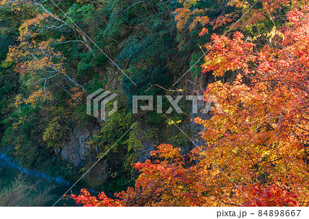 (千葉県)富津市・もみじロードの紅葉 (千葉県)富津市・もみじロードの紅葉 84898667