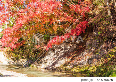(千葉県)富津市・もみじロードの紅葉 (千葉県)富津市・もみじロードの紅葉 84898670