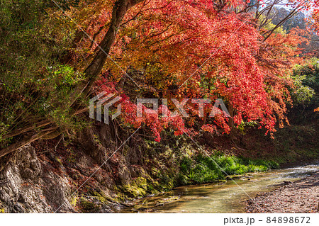 （千葉県）富津市・もみじロードの紅葉 84898672