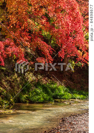 (千葉県)富津市・もみじロードの紅葉 (千葉県)富津市・もみじロードの紅葉 84898677