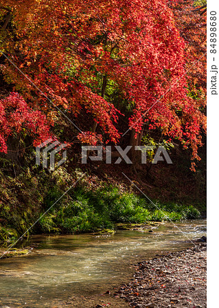 (千葉県)富津市・もみじロードの紅葉 (千葉県)富津市・もみじロードの紅葉 84898680