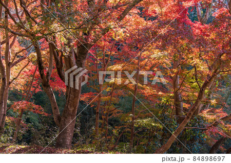 （千葉県）富津市・もみじロードの紅葉 84898697