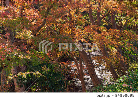 (千葉県)富津市・もみじロードの紅葉 (千葉県)富津市・もみじロードの紅葉 84898699