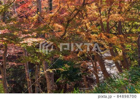 （千葉県）富津市・もみじロードの紅葉 84898700