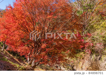 （千葉県）富津市・もみじロードの紅葉 84898701