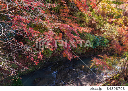 （千葉県）富津市・もみじロードの紅葉 84898708