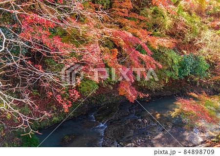 (千葉県)富津市・もみじロードの紅葉 (千葉県)富津市・もみじロードの紅葉 84898709