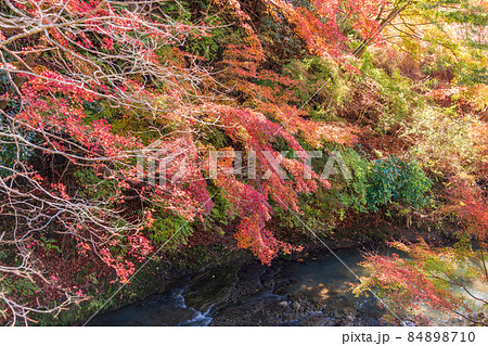 (千葉県)富津市・もみじロードの紅葉 (千葉県)富津市・もみじロードの紅葉 84898710