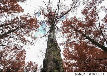 紅葉のメタセコイヤ並木 84899031