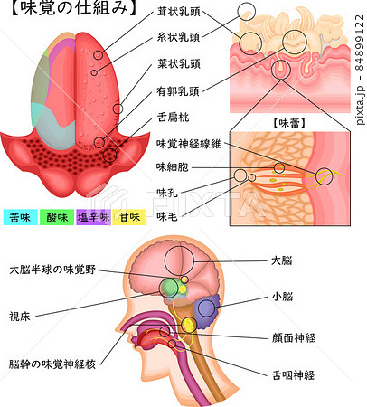 舌扁桃の図