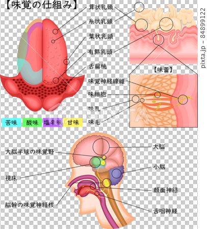 味覚の仕組み イラスト 日本語のイラスト素材