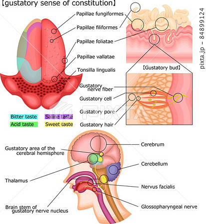 味覚の仕組み　イラスト　英語 84899124