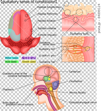 味覚の仕組み　イラスト　英語 84899124