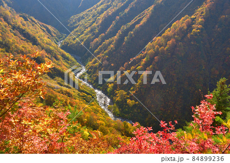 越後駒ケ岳グシガハナへの登山道から見た水無川の紅葉 越後駒ケ岳グシガハナへの登山道から見た水無川の紅葉 84899236