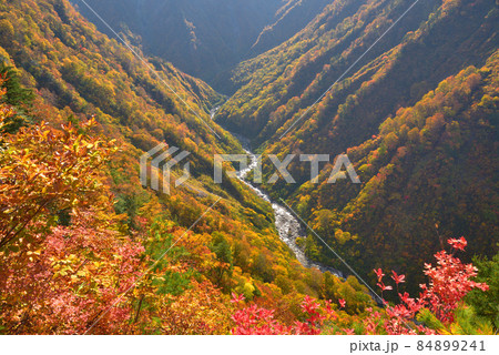 越後駒ケ岳グシガハナへの登山道から見た水無川の紅葉 84899241