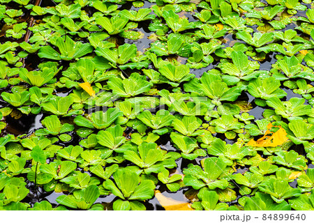 dense green aquatic plants. dense green aquatic plants. 84899640
