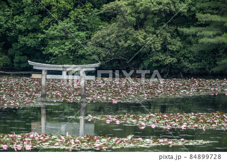 滋賀県　弁天池の沈み鳥居 84899728
