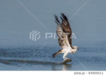 ミサゴ ミサゴ 84900011