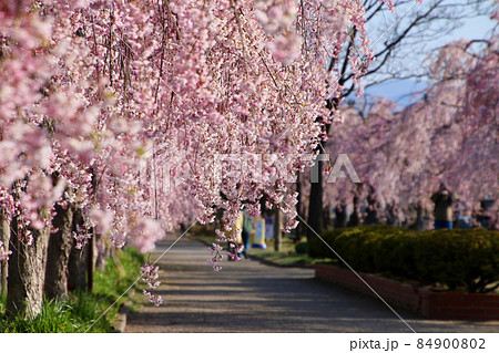 日中線のしだれ桜(福島県・喜多方市) 日中線のしだれ桜(福島県・喜多方市) 84900802