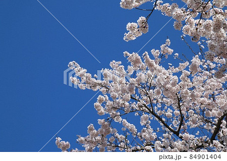柳津駅の桜(福島県・柳津町) 柳津駅の桜(福島県・柳津町) 84901404