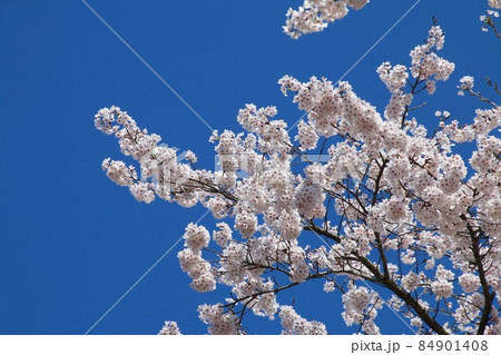 柳津駅の桜（福島県・柳津町） 84901408