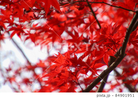 赤く染まるモミジ 84901951