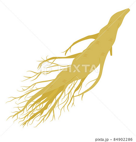 高麗人参のイラスト 84902286