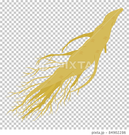 高麗人参のイラスト 84902286