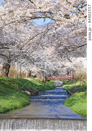 観音寺川の桜（福島県・猪苗代町） 84902557