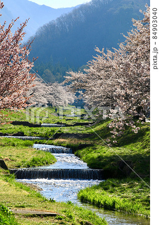観音寺川の桜(福島県・猪苗代町) 観音寺川の桜(福島県・猪苗代町) 84903040