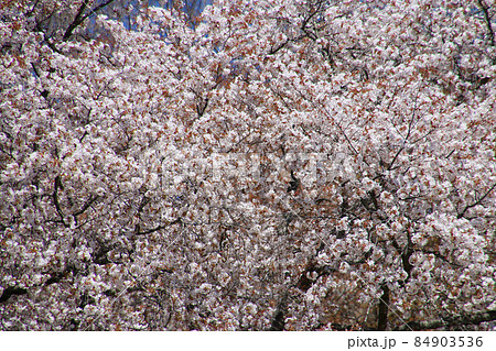 越代のサクラ（福島県・古殿町） 84903536
