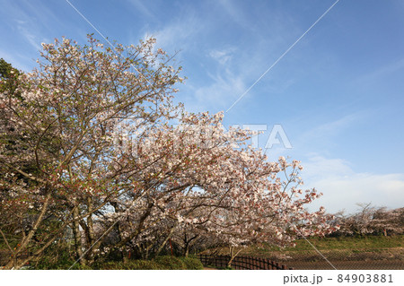 立岡自然公園 立岡自然公園 84903881