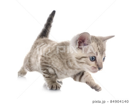 bengal kitten in studio 84904140