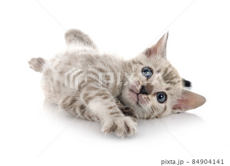 bengal kitten in studio 84904141