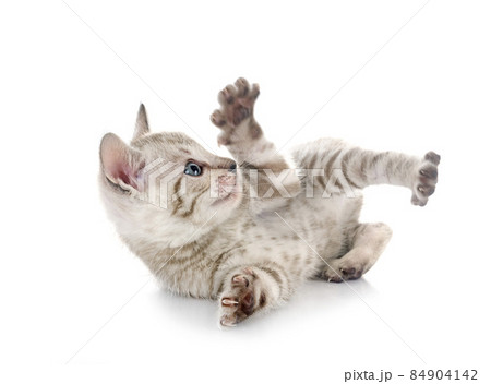 bengal kitten in studio 84904142