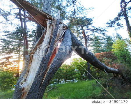 台風によって折れた木 84904170