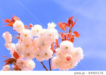 青空と美しい八重桜 84904176