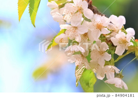 サクランボの白い花 84904181