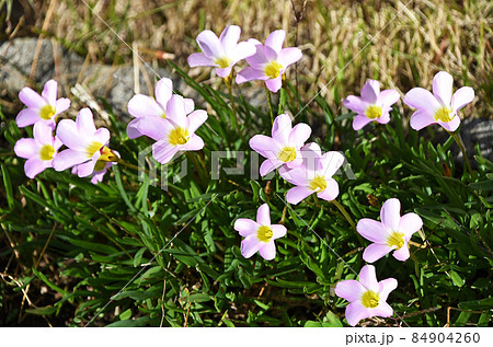 オキザリス・ペンタフィラ 84904260