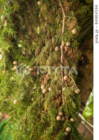 Needle leaf cypress tree in its natural environment, cypress tree in nature Needle leaf cypress tree in its natural environment, cypress tree in nature 84904594