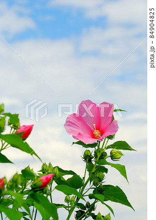 夏の花 フヨウ 芙蓉 ピンクの花 夏空 の写真素材