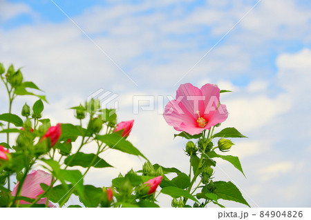 夏の花　フヨウ　芙蓉　ピンクの花　夏空　 84904826