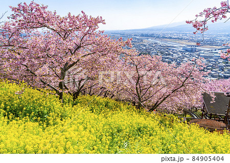 【神奈川県】松田山から見る河津桜と菜の花畑 84905404