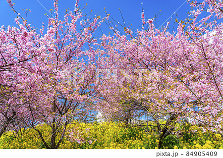 神奈川県 松田山に鮮やかに咲く河津桜と菜の花畑の写真素材