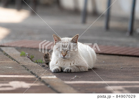 のんびり過ごす猫 のんびり過ごす猫 84907029
