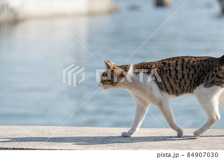 堤防を歩く猫 キジトラ白 堤防を歩く猫 キジトラ白 84907030